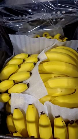 生產者圖片