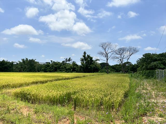 生產者圖片