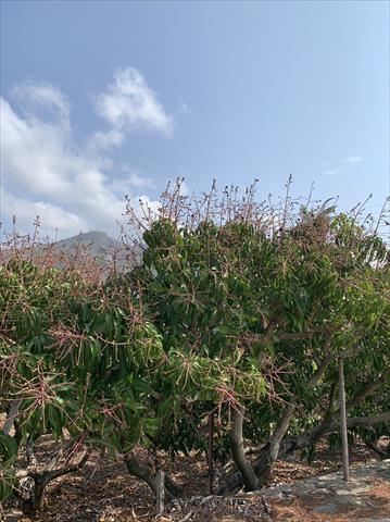 生產者圖片