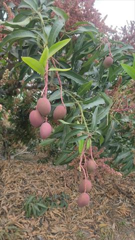 生產者圖片