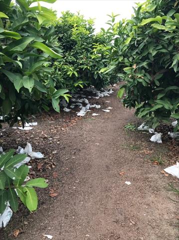 生產者圖片