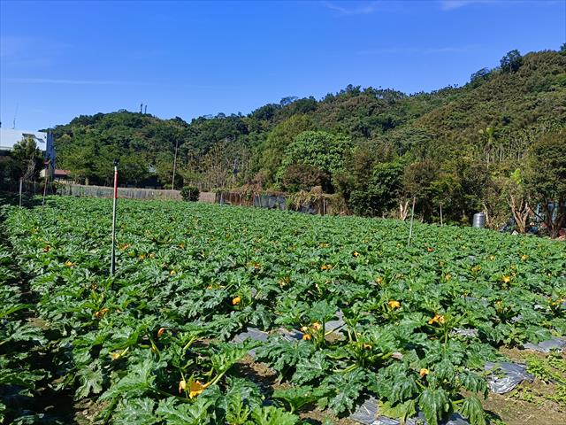 生產者圖片