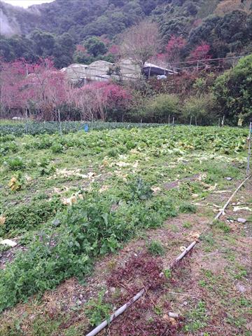 生產者圖片