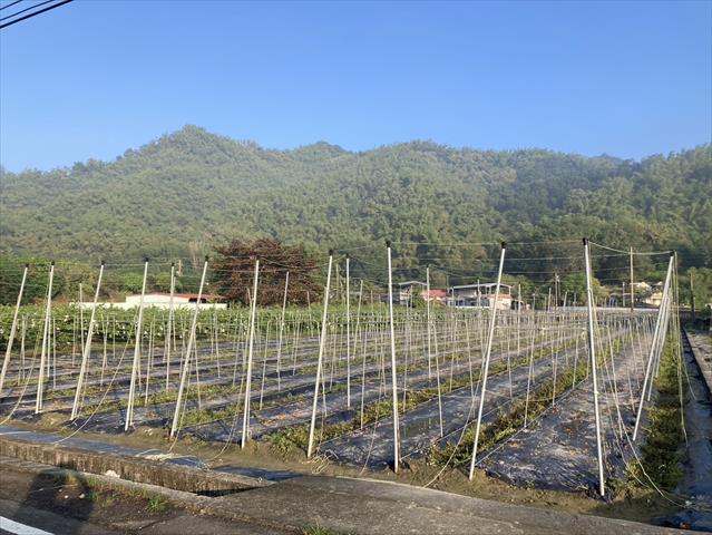 生產者圖片