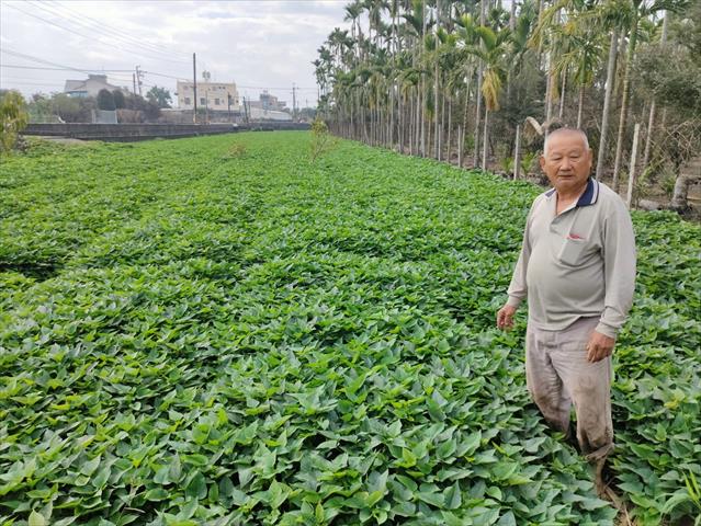 生產者圖片