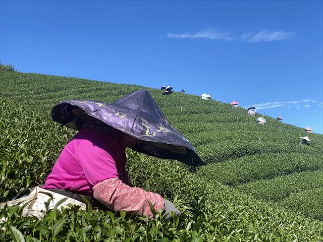 生產者圖片