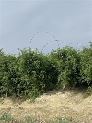 生產者圖片