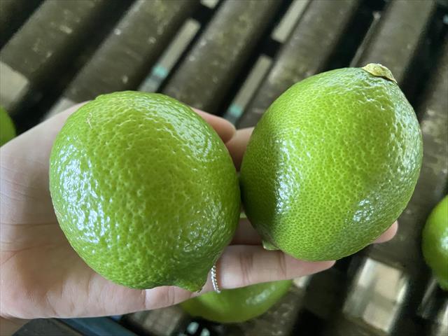 生產者圖片