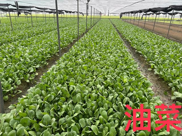 生產者圖片
