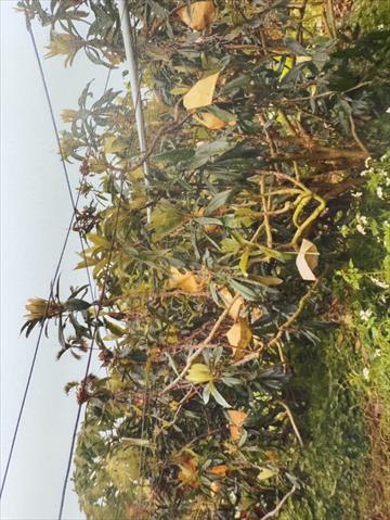 生產者圖片