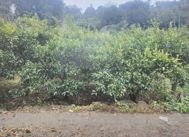 生產者圖片