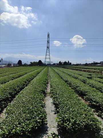 生產者圖片