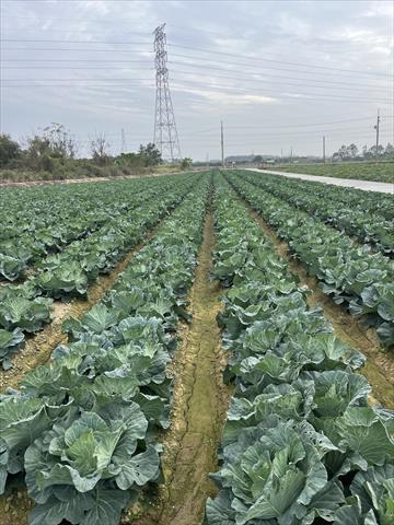 生產者圖片