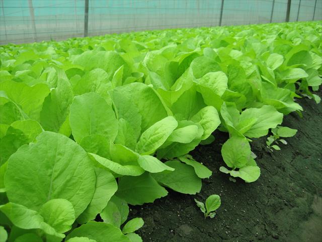 生產者圖片