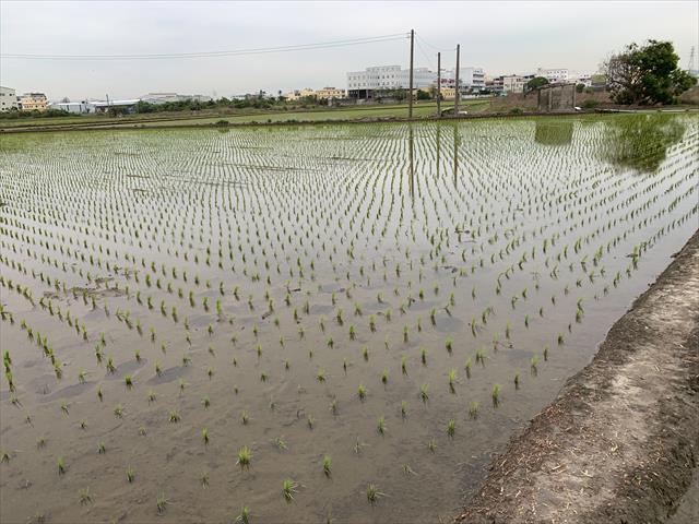 生產者圖片