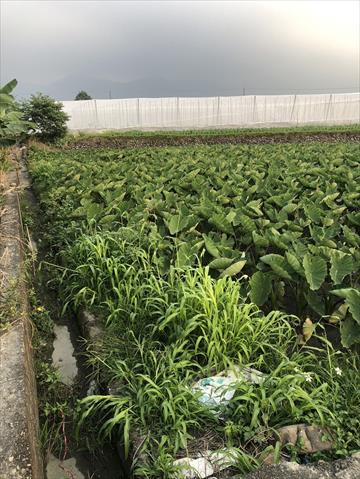 生產者圖片