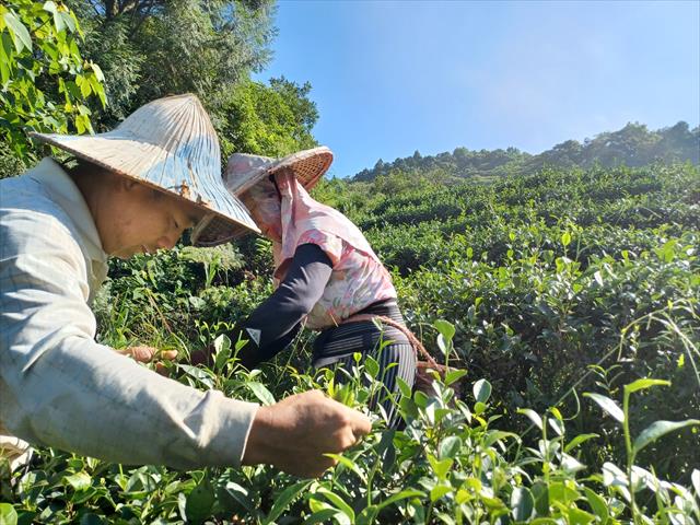 生產者圖片