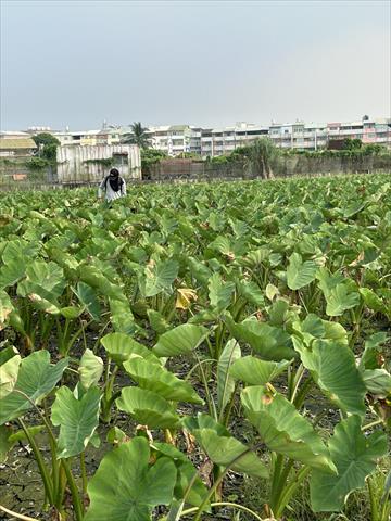 生產者圖片