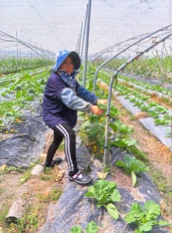 生產者圖片