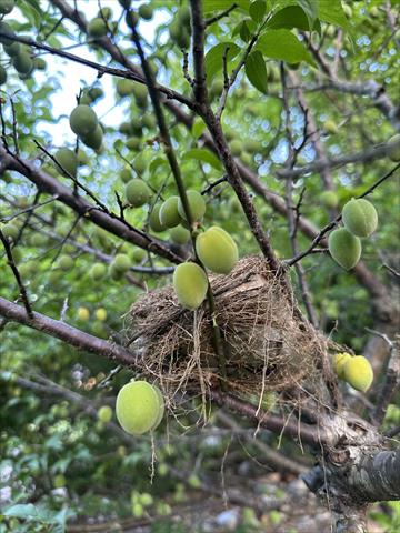 生產者圖片
