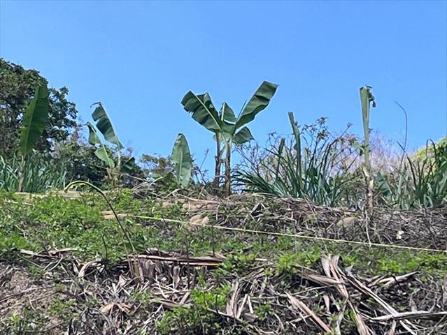 生產者圖片