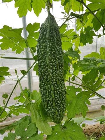 生產者圖片