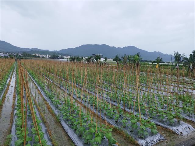 生產者圖片