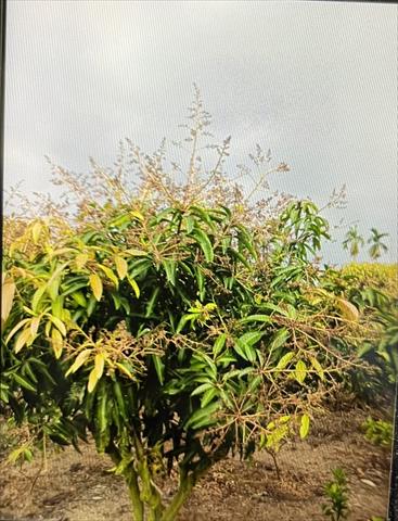 生產者圖片
