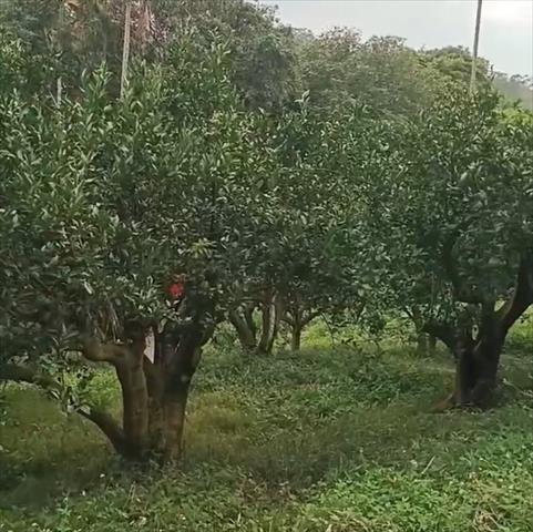 生產者圖片