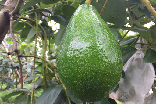 生產者圖片