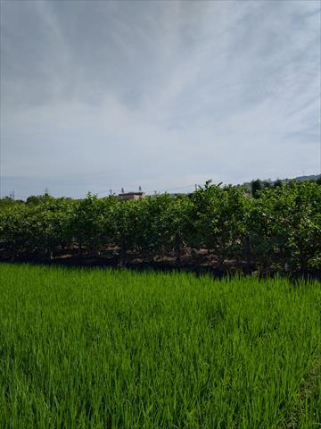 生產者圖片
