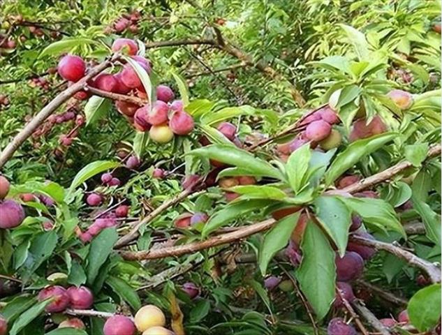 生產者圖片