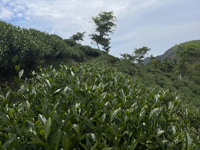 生產者圖片