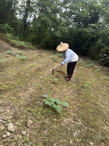 生產者圖片