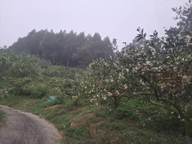 生產者圖片
