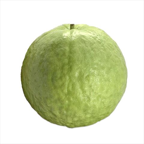 生產者圖片