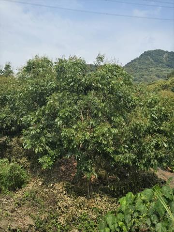 生產者圖片