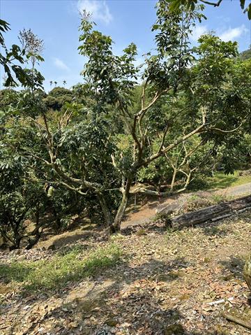 生產者圖片