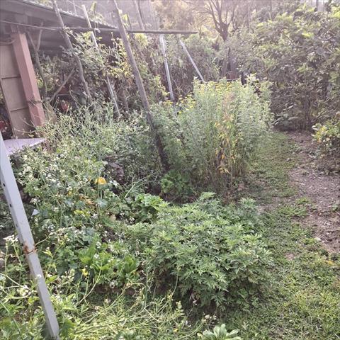 生產者圖片