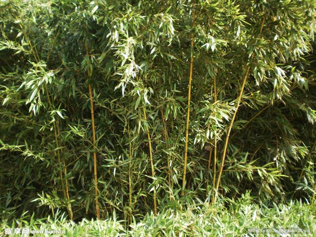 生產者圖片
