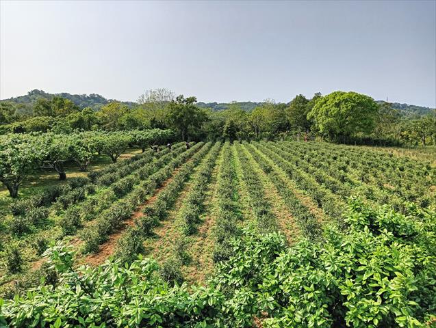 生產者圖片