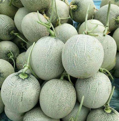 生產者圖片