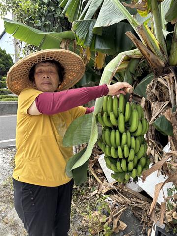 生產者圖片