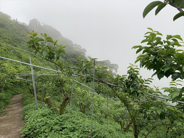 生產者圖片