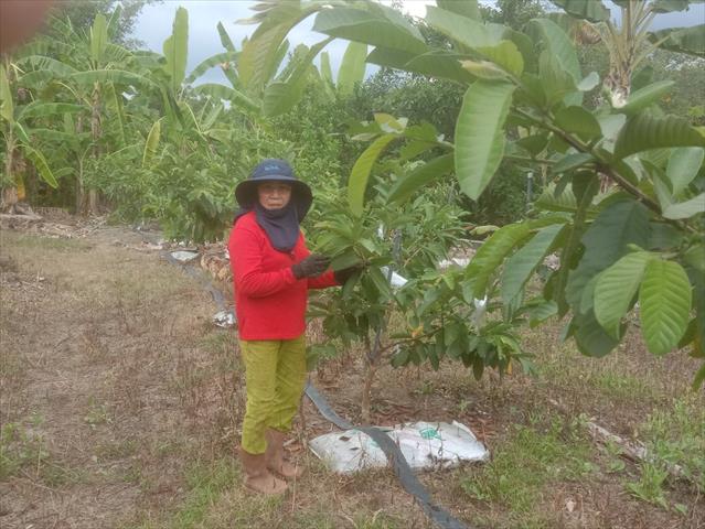 生產者圖片