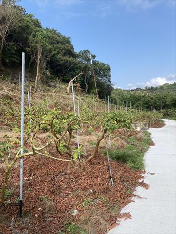 生產者圖片