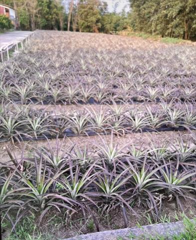 生產者圖片