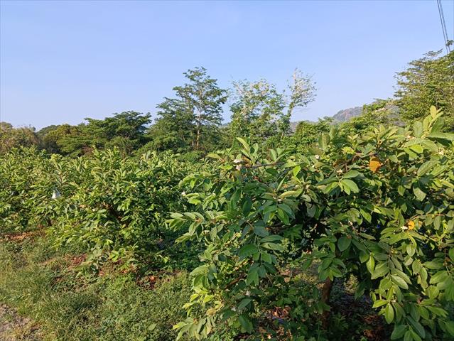 生產者圖片