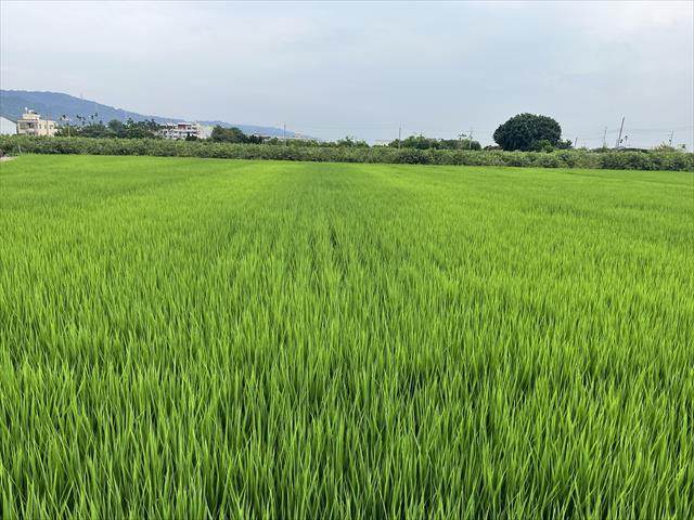 生產者圖片