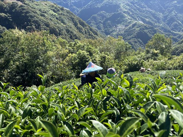 生產者圖片